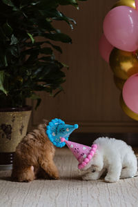 Close-up of dog with balloons