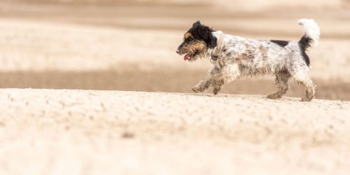 Dog running on a land