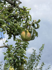 Low angle view of pear growing on tree against sky
