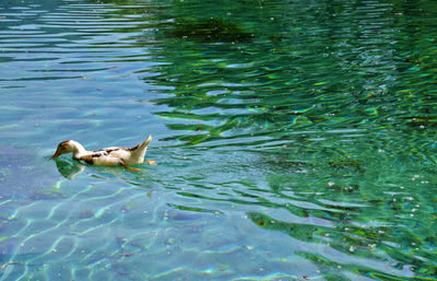 Ducks swimming in water