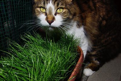 Portrait of cat on grass