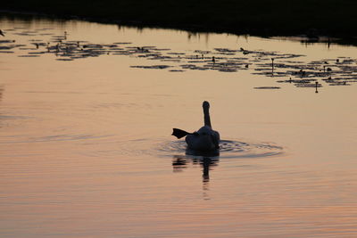 Duck swimming in lake