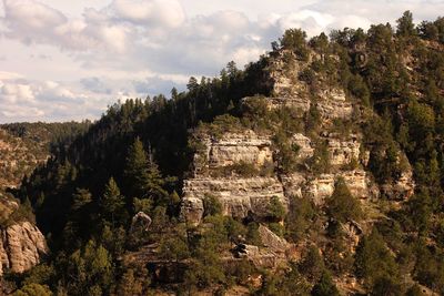 Trees growing on rock against sky