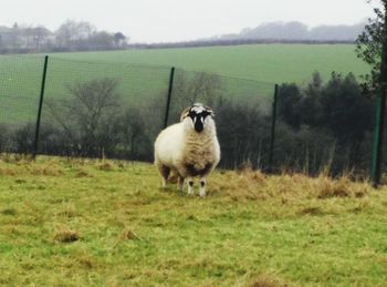 Sheep on field