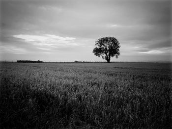 Scenic view of agricultural field against sky