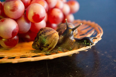 The large achatina snail close up blue light