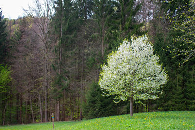 View of pine trees in forest