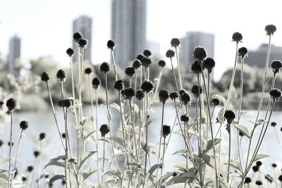 Close-up of plants against sky