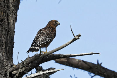 Low angle view of eagle perching on tree against sky