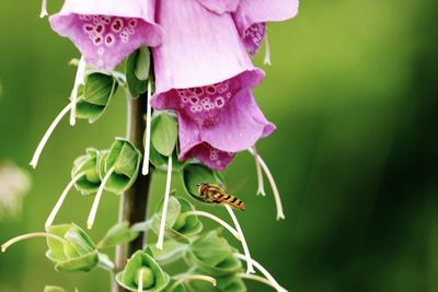 Close-up of insect pollinating on purple flower