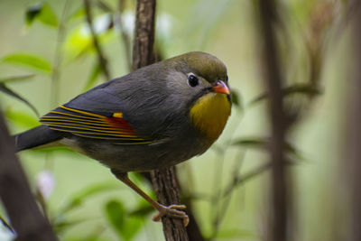 Close-up of bird perching on branch