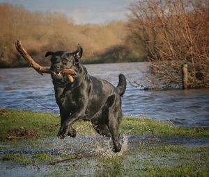 Dog standing in lake