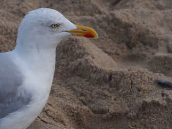 Close-up of seagull