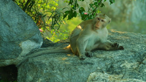 View of monkey on rock