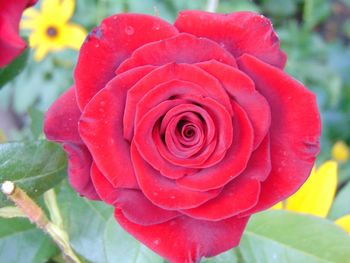 Close-up of water drops on rose