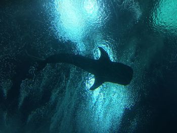 Fish swimming in sea