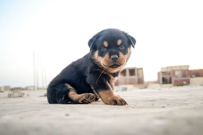 Portrait of a baby dog 