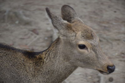 Close-up of deer