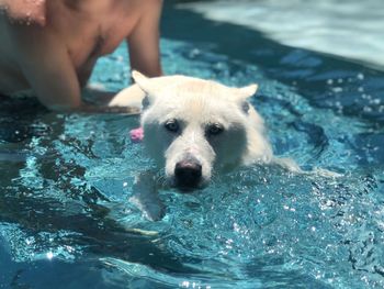 Portrait of dog swimming in pool