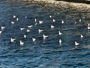 Seagulls swimming in sea