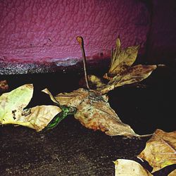 Close-up of leaves