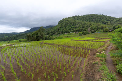 Scenic view of vineyard against sky