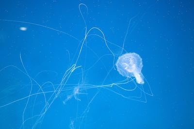 Close-up of jellyfish in sea