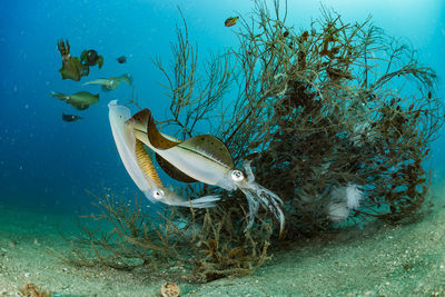 Spawning squid, wide angle