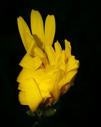 Close-up of flower over black background