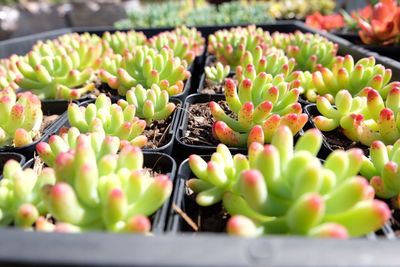 Close-up of multi colored flowers in store