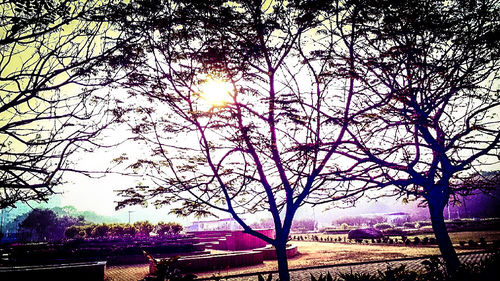 Bare trees against sky at sunset