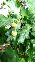 Close-up of fruits on tree