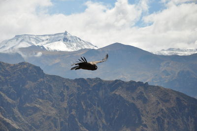 View of a bird flying over mountain