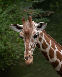 Close-up of giraffe