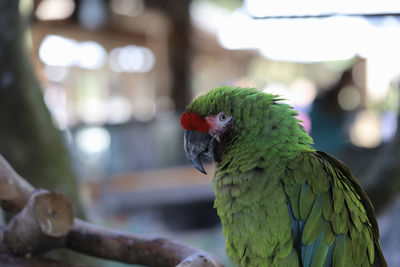 Close-up of parrot perching on leaf