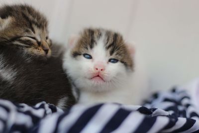 Close-up portrait of a cat