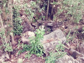 Plants growing in forest