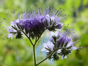 Close-up of purple flowers