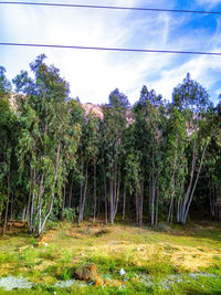 Trees growing on field against sky