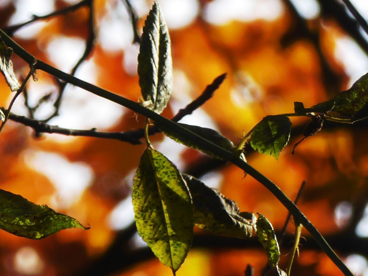 CLOSE-UP OF FRESH GREEN LEAVES ON BRANCH