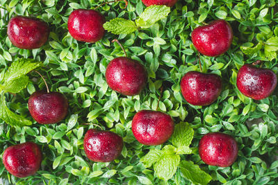 High angle view of berry fruits on plants