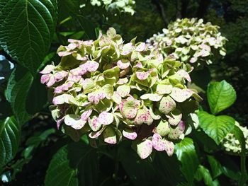 Close-up of pink hydrangea flowers