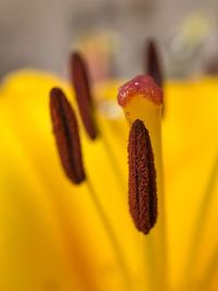 Close-up of yellow flower