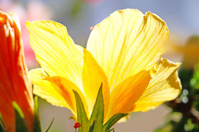 Close-up of yellow flowering plant