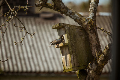 A beautiful common starling at the birdhouse in spring