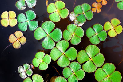 Aquatic plant's leaves patterns on pond in south asia. high angle view of lotus water lily in lake.