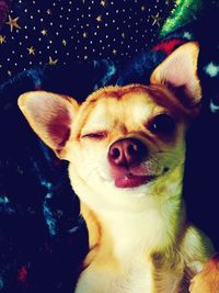 Close-up portrait of a dog