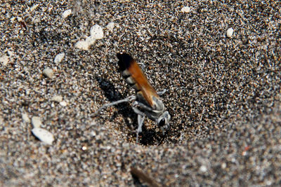 Close-up of crab on sand