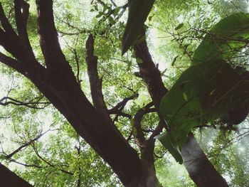 Low angle view of trees