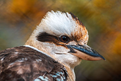 Close-up of a bird